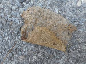 fragile as a whisper 7-10-15