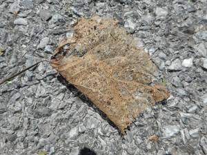 she commented it was  "fragile as a whisper"