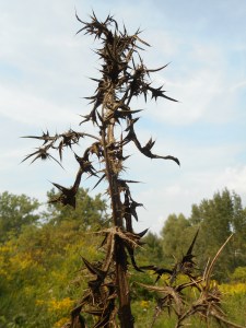 dried and gone to seed a thistle becomes asymmetrical