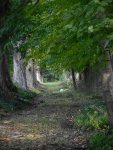 down the lane the end of summer in the distance