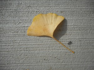 it was an ant that gave the leaf some company