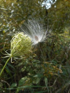 how like a seed on the wind it all is...