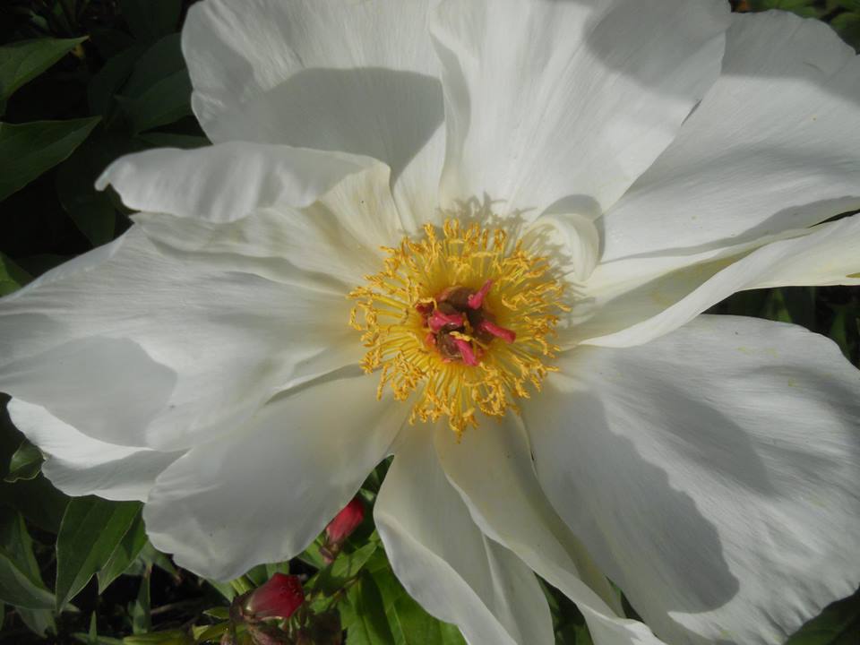 a dream blossom-peony