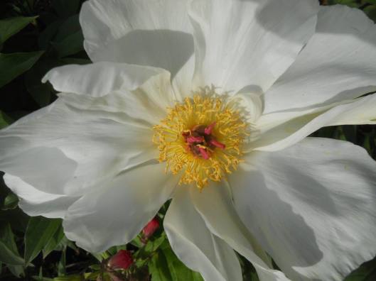 a dream blossom-peony