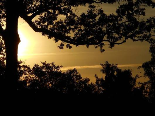 Big oak out behind the horse barns-tennis center off Pine Tree Rd. tonight 6-06-15