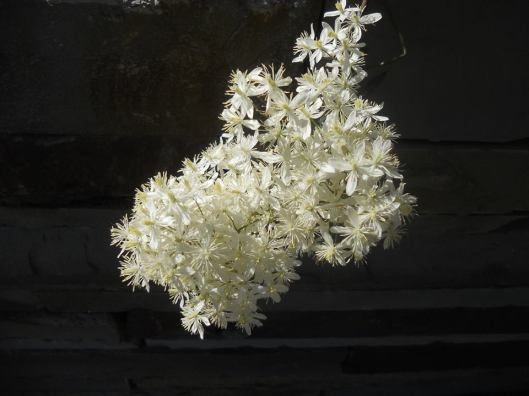 Cornell Plantations- 6-5-14