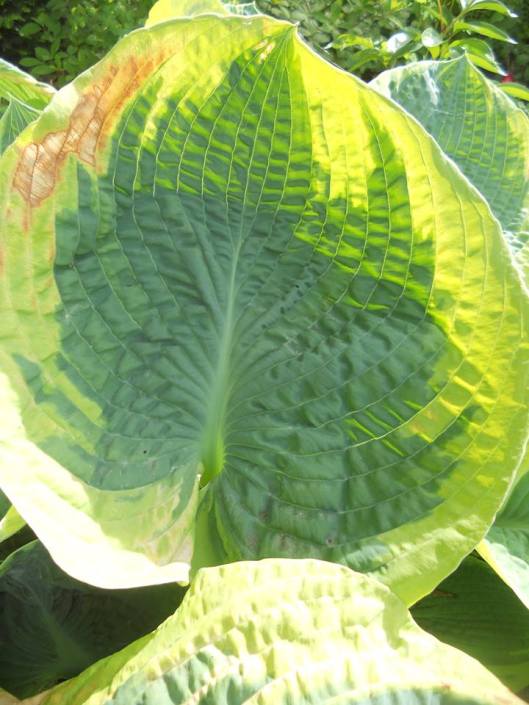 Probably 'Francis Williams' the first named Hosta variety.