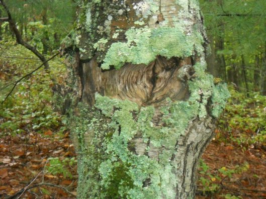 lichen around the wound