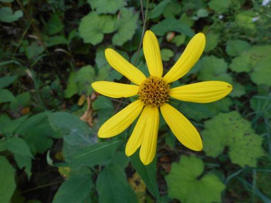 1-happiness...a child i don't know waving at me