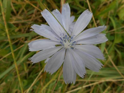 2-cricket songs- how many people can you know