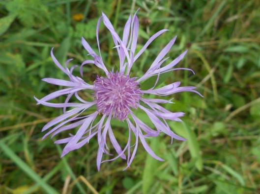 3-late summer heat the well traveled path through wildflowers