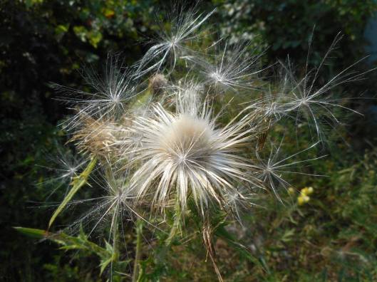 late summer- on a breeze calling all angels