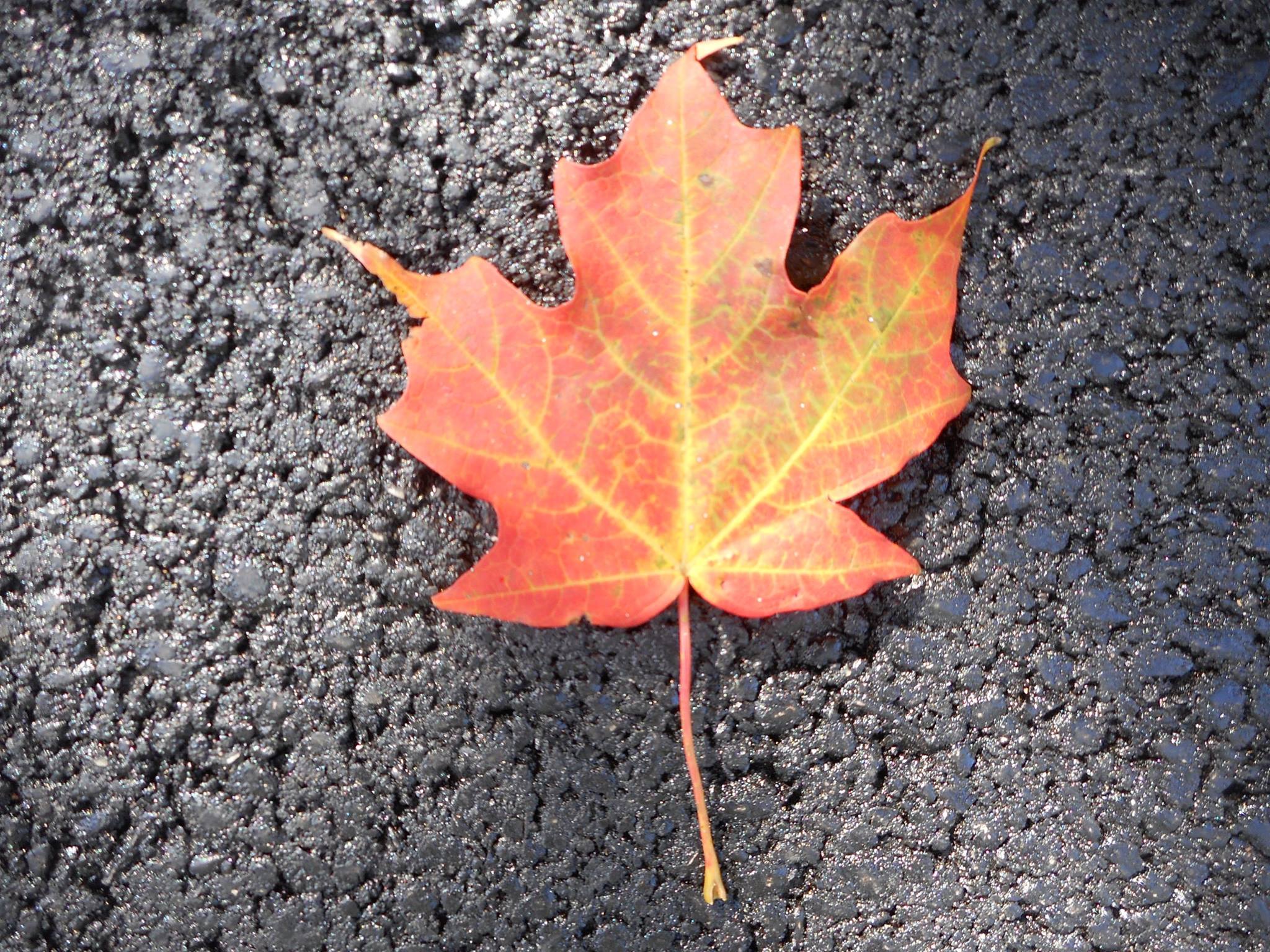 maple-leaf-with-autumn-blush