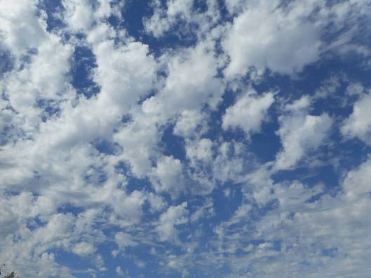 out-walking-no-leash-on-my-thoughts