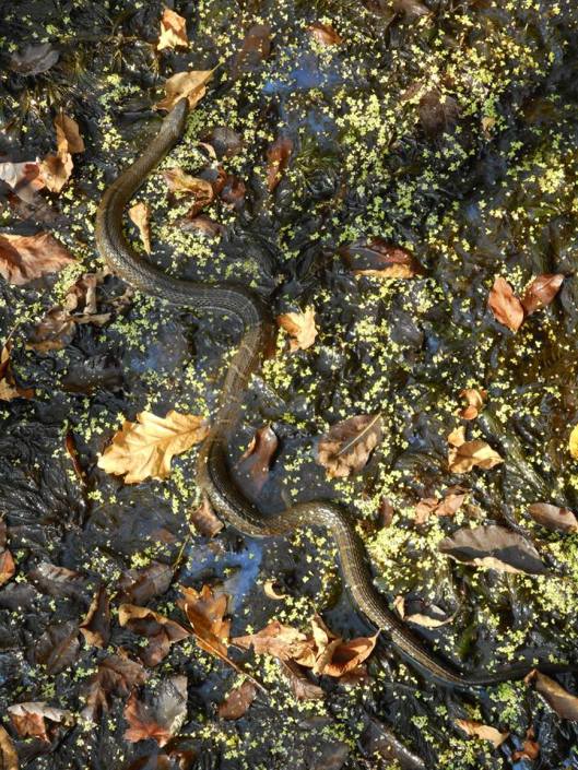 water-snake-with-fall-colors