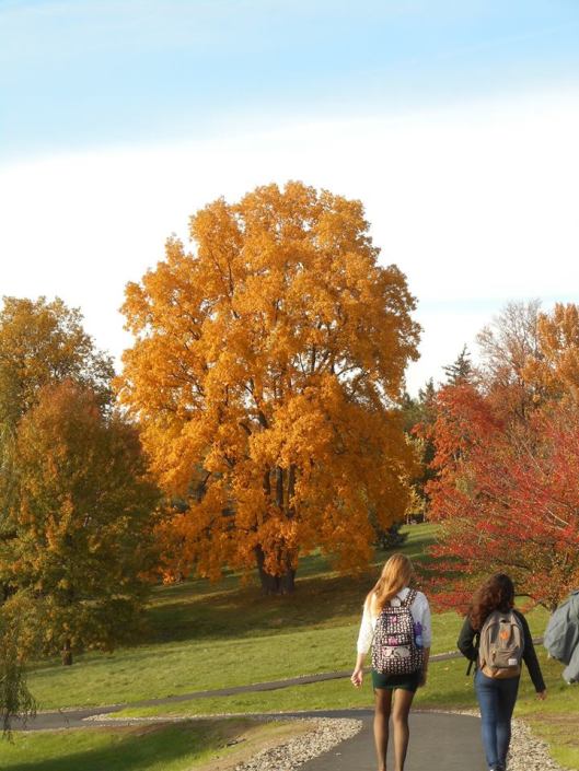 autumn-on-libe-slope