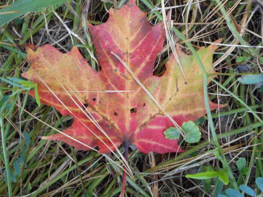 crickets-my-eyes-close-to-the-day