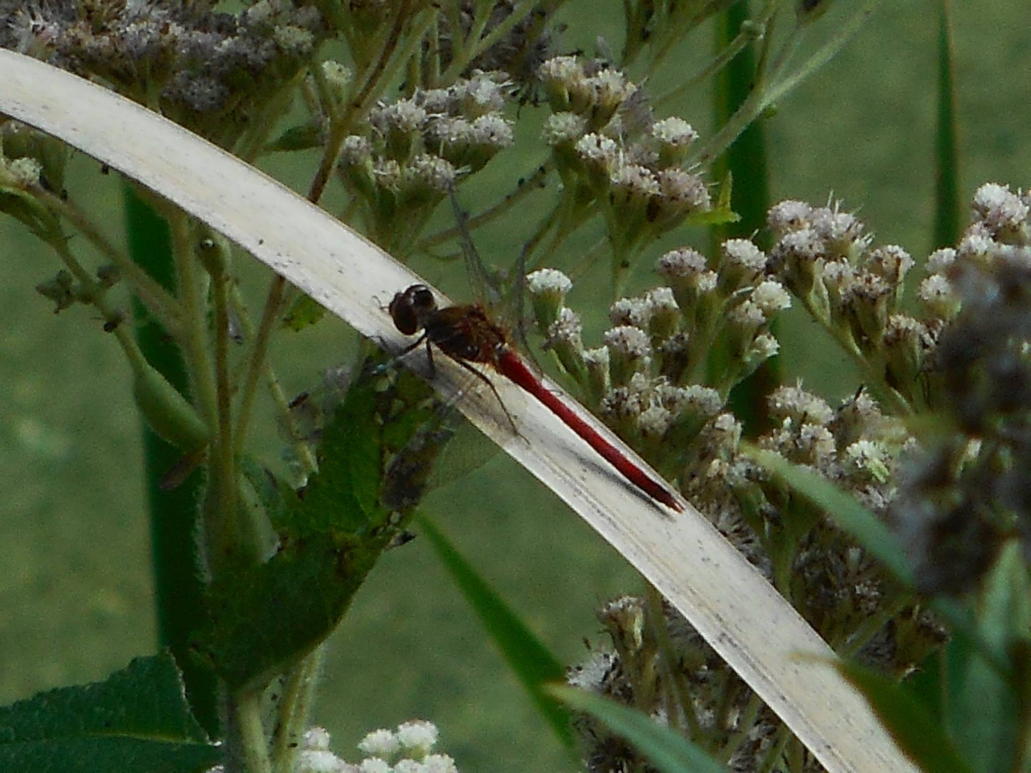 dragonfly-red-one-in-fall-creek