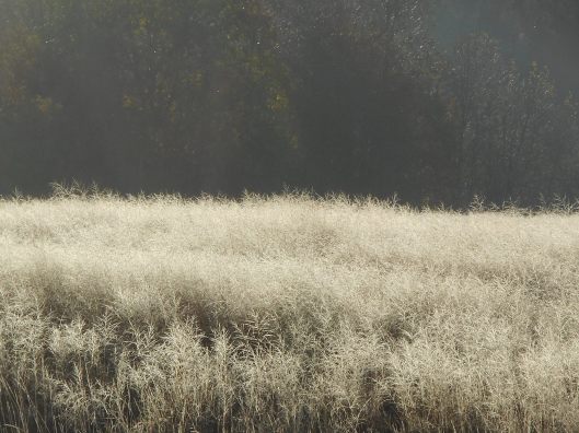 morning-chill-across-the-field-we-go