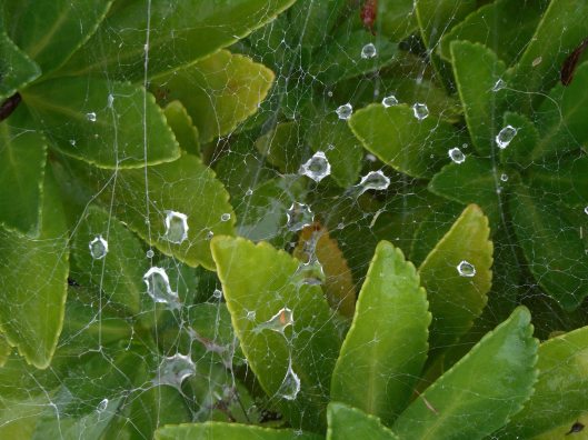 rainy-day-what-the-spider-finds-in-its-web