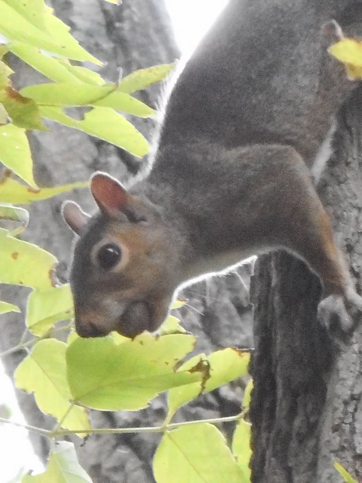 squirrel-with-an-acorn-in-its-mouth-became-very-concerned-that-i-might-be-interested-in-that-acorn