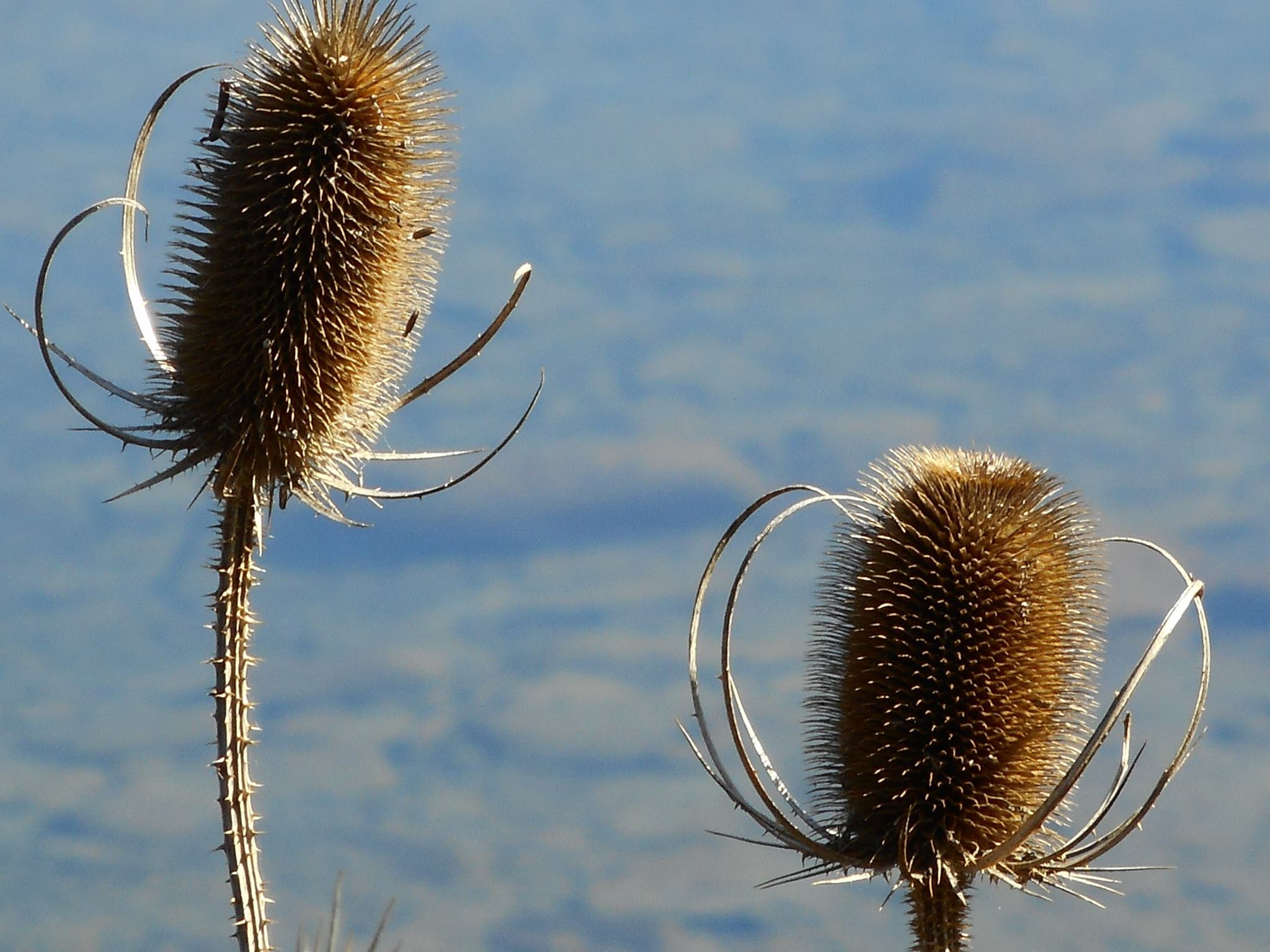 teasels-this-perfection-or-that-just-as-it-is