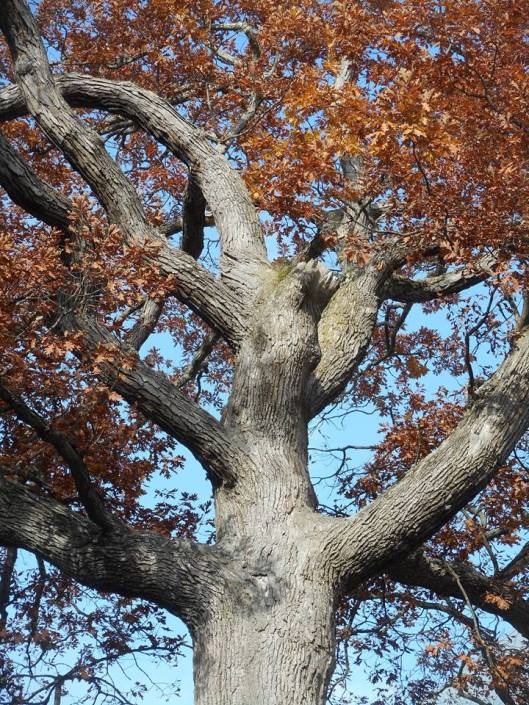 what-is-lost-that-can-be-told-is-not-all