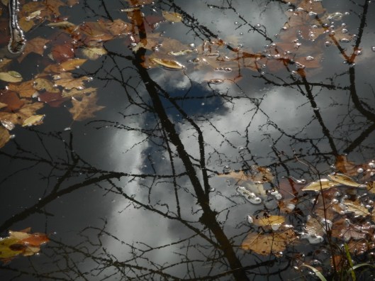 herons-nest-photo-selection-by-tom-clausen-11-21-16