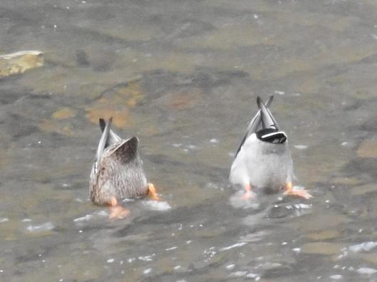 in-a-pool-below-the-falls-life-together