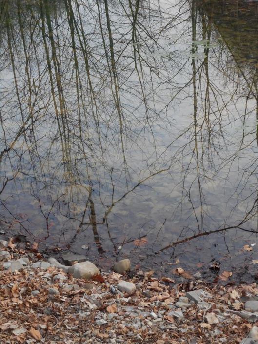 a-little-backwater-pool-to-walk-right-up-to-the-tree-tops