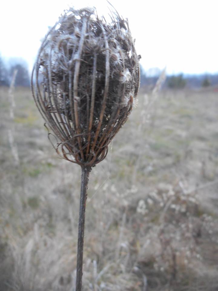 closed-in-to-hold-what-was-itself