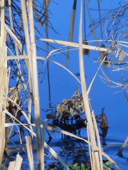 sky-blue-water-enough-for-some-stillness