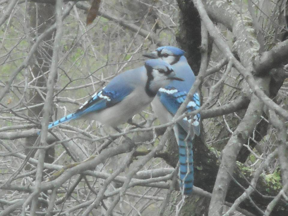 blue jay when another arrived to get in the picture too... 4-12-16--- in our backyard