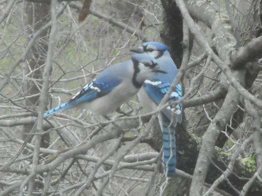 blue jay when another arrived to get in the picture too... 4-12-16--- in our backyard