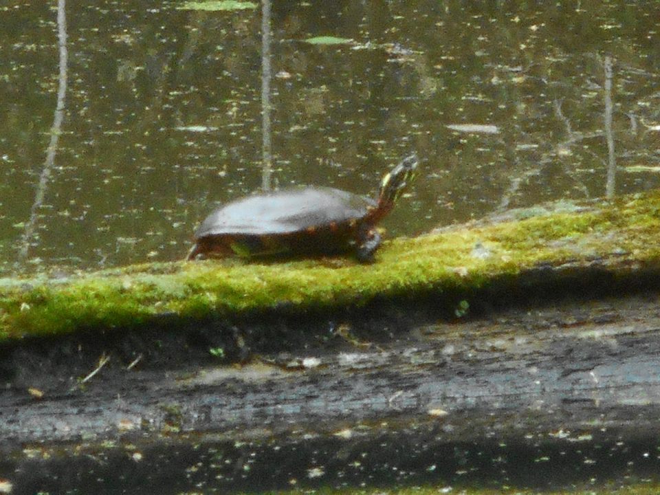 a long journey...what we can find in the miles