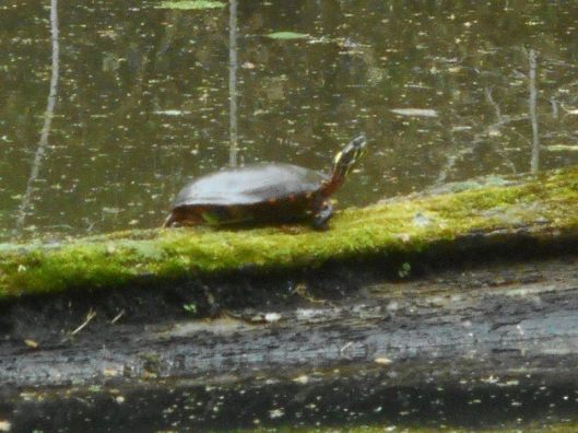 a long journey...what we can find in the miles