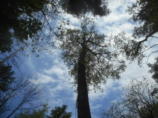 Along a path in the Hayes Arboretum, Richmond, Indiana, I paused for this look at the ceiling... 5-8-16