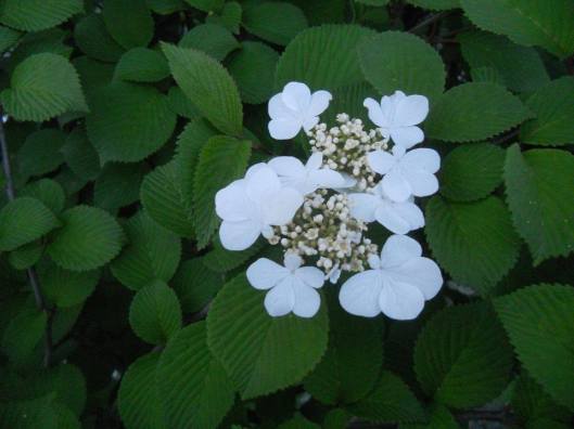 as night falls... dreams that remain secret from myself