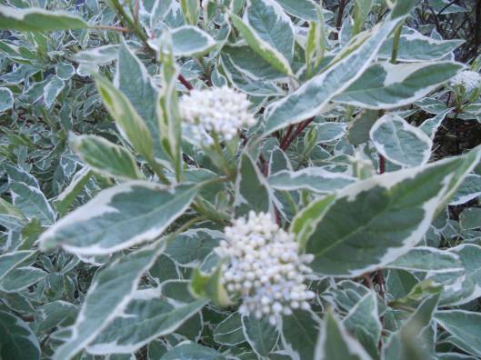 bees circling back home