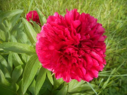 Camelia blooming in the yard of a house no longer lived in...