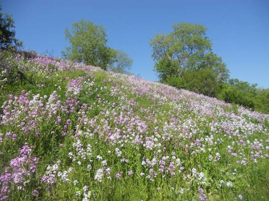 hillside phlox in a happy dazzle ....