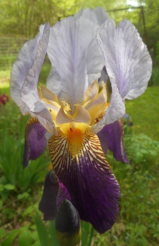 iris photos from our back yard today-5-27-16 a