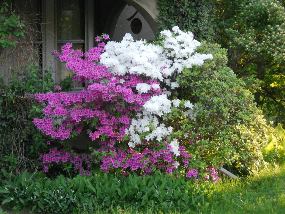 Looking at some beautiful happening next door! 5-25-14