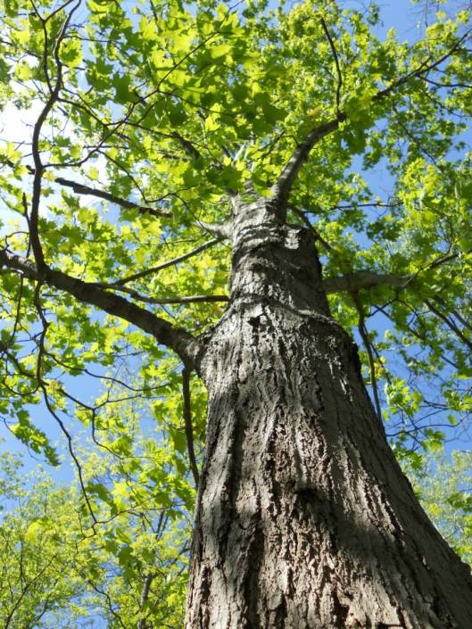 spring lighting up a tree ...