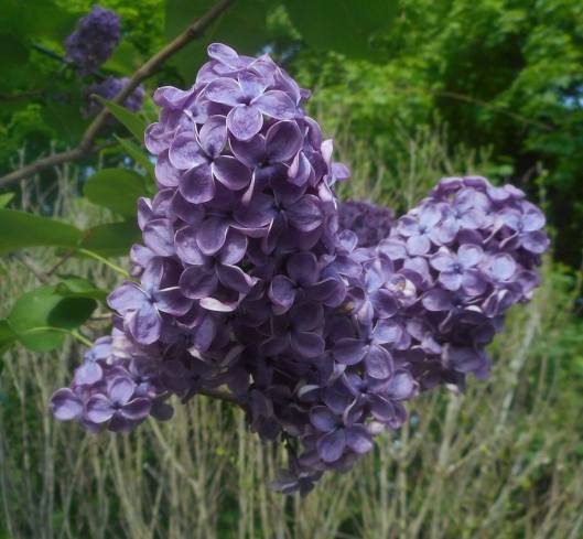 the quiet faithfulness again this year lilac