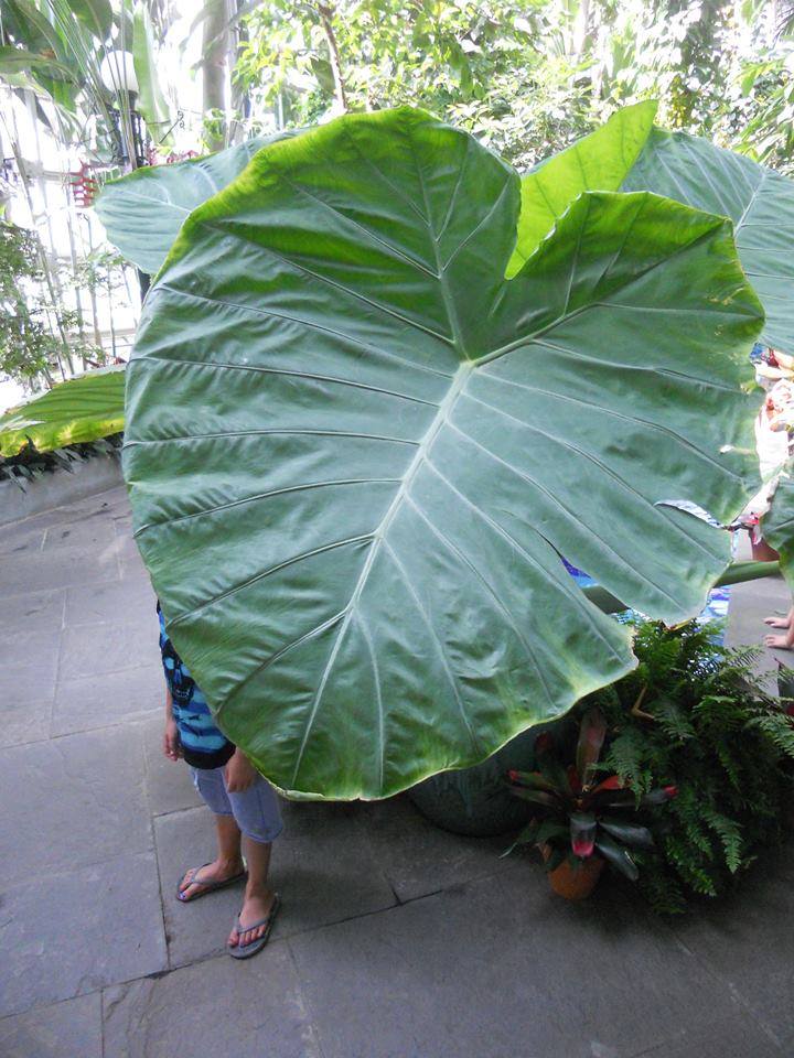 hide and seek under an elephant ear leaf