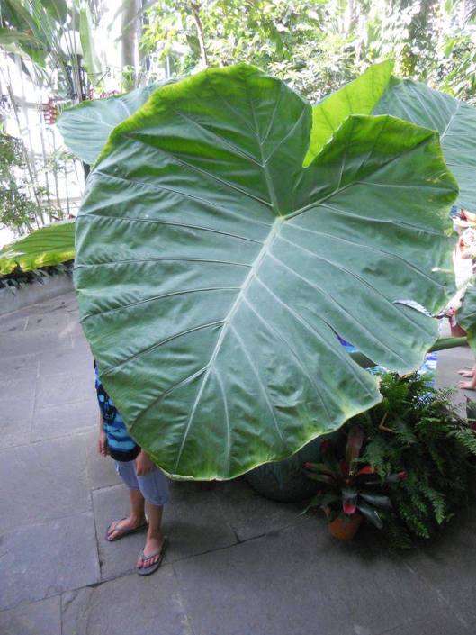 hide and seek under an elephant ear leaf