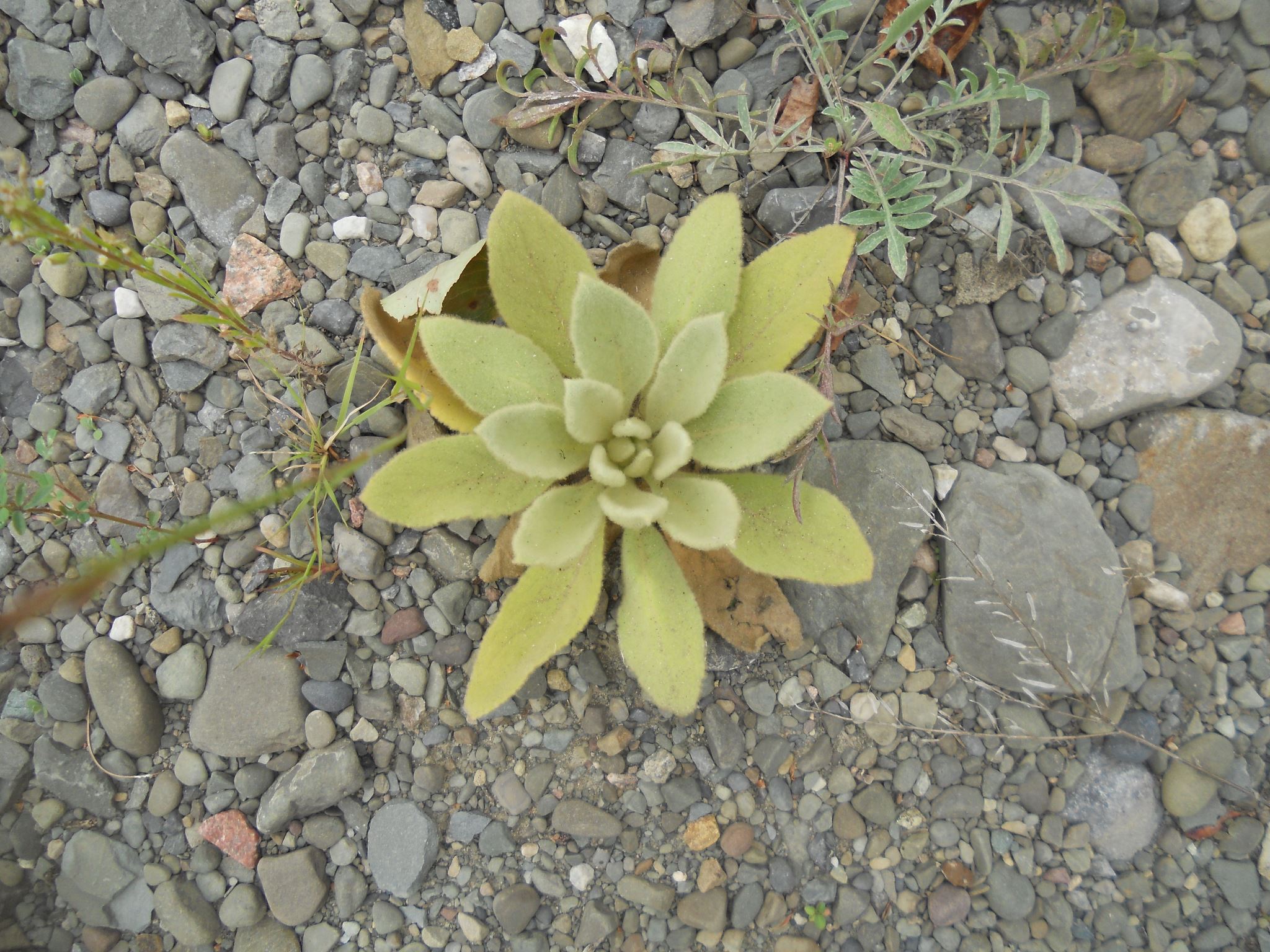 lamb's ear softening the quarry