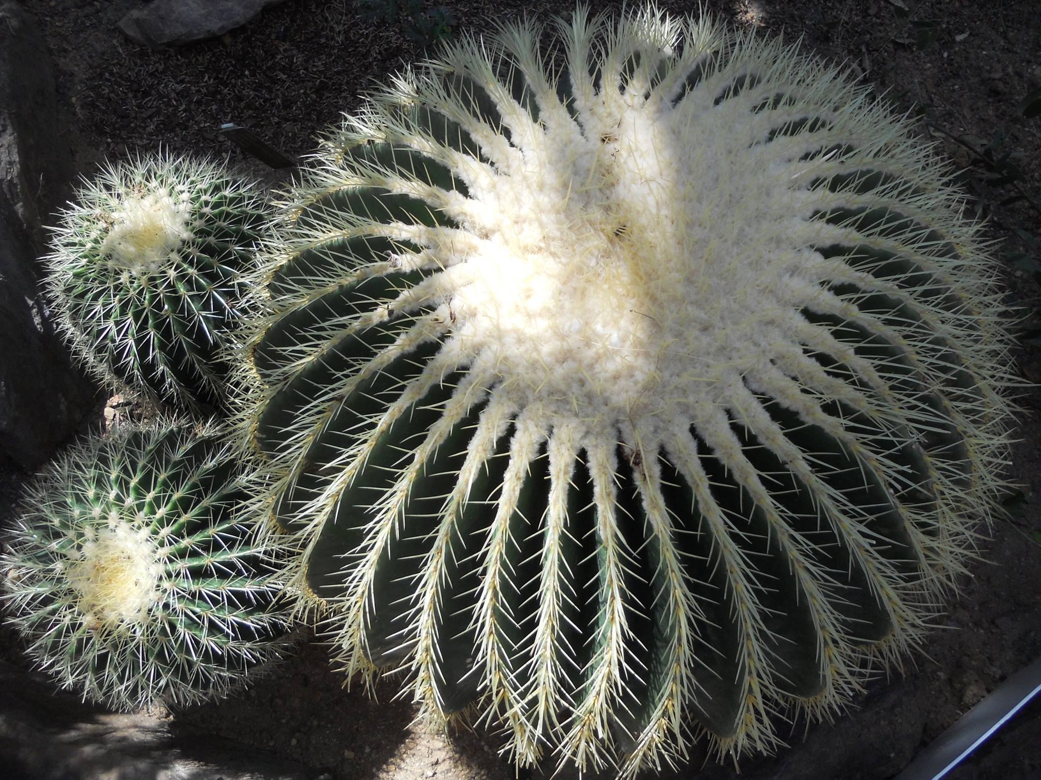 Morning light around each spine...Wash. D.C. Botanic Garden 2014