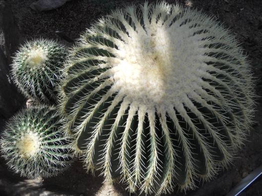 Morning light around each spine...Wash. D.C. Botanic Garden 2014